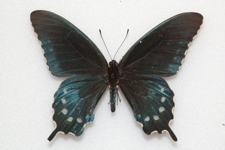 Battus philenor, Pipevine Swallowtail, top