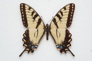 Papilio glaucus, Tiger Swallowtail, top