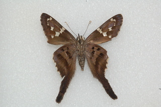 Urbanus proteus, Long-Tailed Skipper, bottom