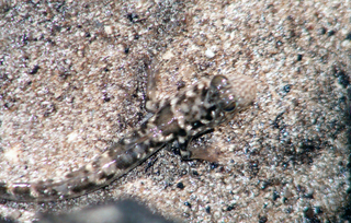 Protopterus amphibius