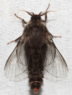 Thyridopteryx ephemeraeformis, Evergreen Bagworm Moth