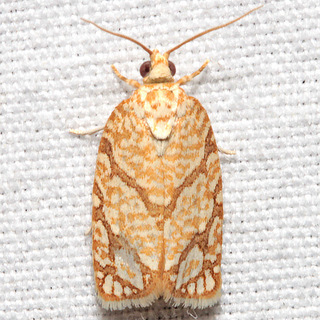 Argyrotaenia quercifoliana, Yellow-winged Oak Leafroller Moth