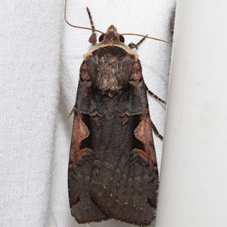 Xestia dolosa, Greater Black-letter Dart Moth