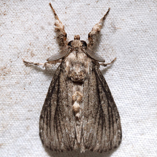 Dasychira atrivenosa, Tussock Moth