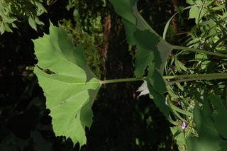 Tetrapanax papyrifer, Chinese rice paper plant