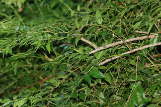 Agarista populifolia, Florida leucothoe