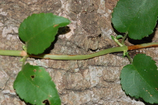 Hydrangea anomala, Petiolaris, Climbing hydrangea