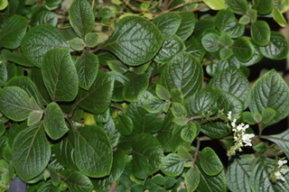 Plectranthus argentatus, Lamiaceae