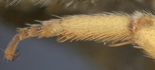 Agapostemon coloradinus, male, hindbasitarsus, mtg