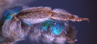 Agapostemon femoratus, female, hindtibia, mtg