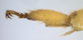 Agapostemon femoratus, male, hindbasitarsis, mtg