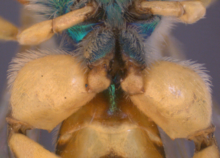 Agapostemon femoratus, male, hindfemur, mtg