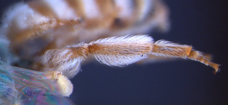 Agapostemon melliventris, female, hindtibia1, mtg