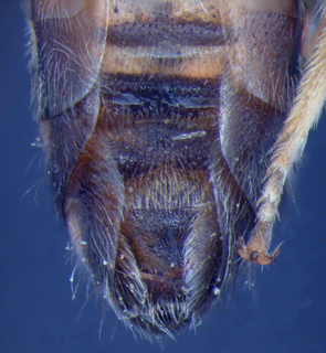 Agapostemon mexicanus, male, S4, mtg