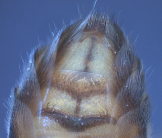 Agapostemon obliquus, male, S4-6, mtg1