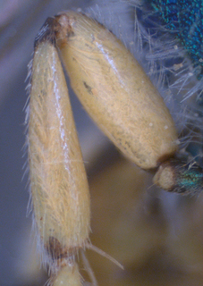 Agapostemon peninsularis, male, hindfemur, mtg