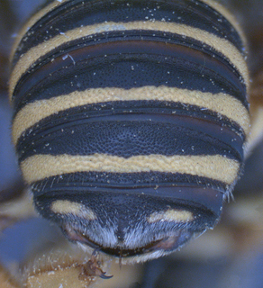Trachusa dorsalis, female, T5-T6, mtg