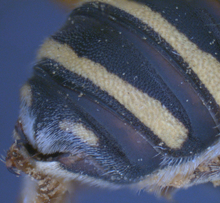 Trachusa dorsalis, female, T6, profile, mtg