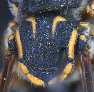 Trachusa dorsalis, female, thorax1, mtg
