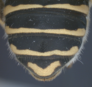 Trachusa fontemvitae, female, T5-T6, mtg