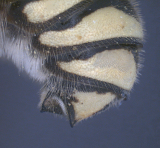 Trachusa timberlakei, male, T7, profile, mtg