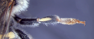 Anthidium dammersi, female, midleg, mtg