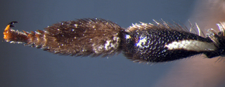 Anthidium emarginatum, female, midtibia6, mtg
