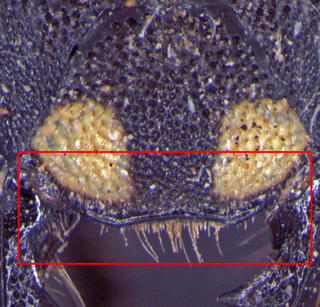 Anthidium maculosum, female, head, clypeus1, mtg1
