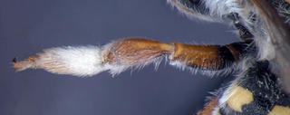 Anthidium palmarum, female, midleg, mtg