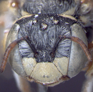 Anthidium paroselae, female, head, mtg