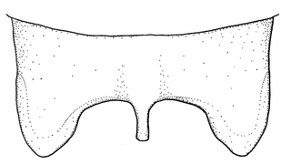Anthidium paroselae, male, T6, VG