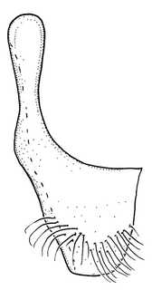 Anthidium edwardsii, male, S7, VG