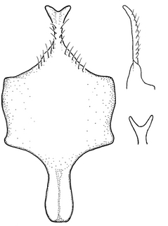 Anthidium edwardsii, male, S8, VG