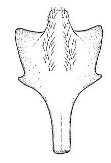 Anthidium maculosum, male, S8, VG