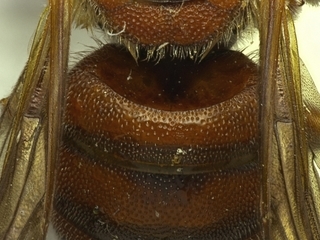 Dianthidium floridiense, male, T1