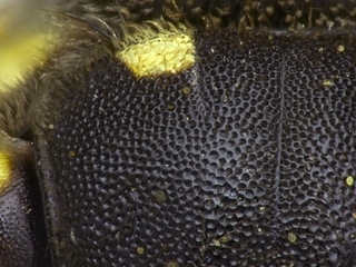 Dianthidium pudicum, male, thoraxsurface