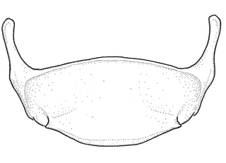 Anthidium paroselae, male, S6, VG