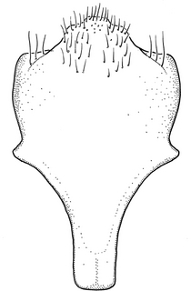 Anthidium paroselae, male, S8, VG