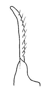 Anthidium edwardsii, male, S8 apex profile, VG