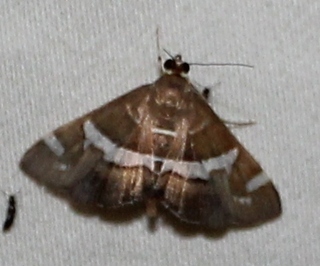 Spoladea recurvalis - Hawaiian Beet Webworm Moth -- Dis