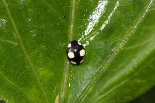 Hyperaspis pantherina, 2