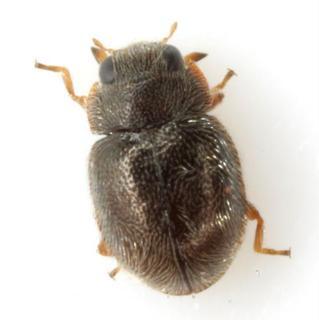 Cephaloscymnus occidentalis