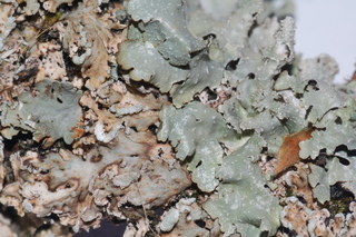 Cornutispora lichenicola