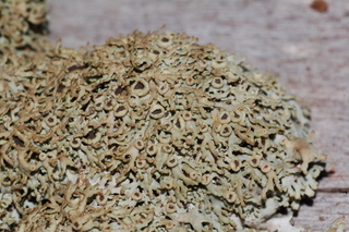 Anaptychia palmulata