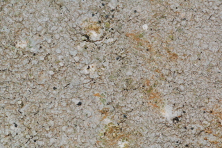 Dactylospora pertusariicola