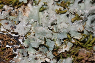 Punctelia appalachensis