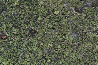 Fellhanera granulosa