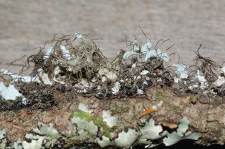 Heterodermia echinata