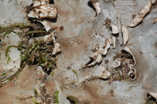 Peltigera polydactylon