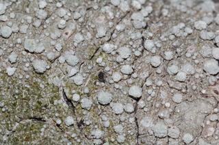 Pertusaria hypothamnolica